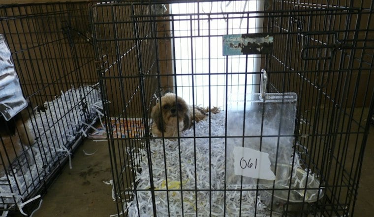 Four Puppies in Harrison County Animal Control’s Care After Roadside Find
