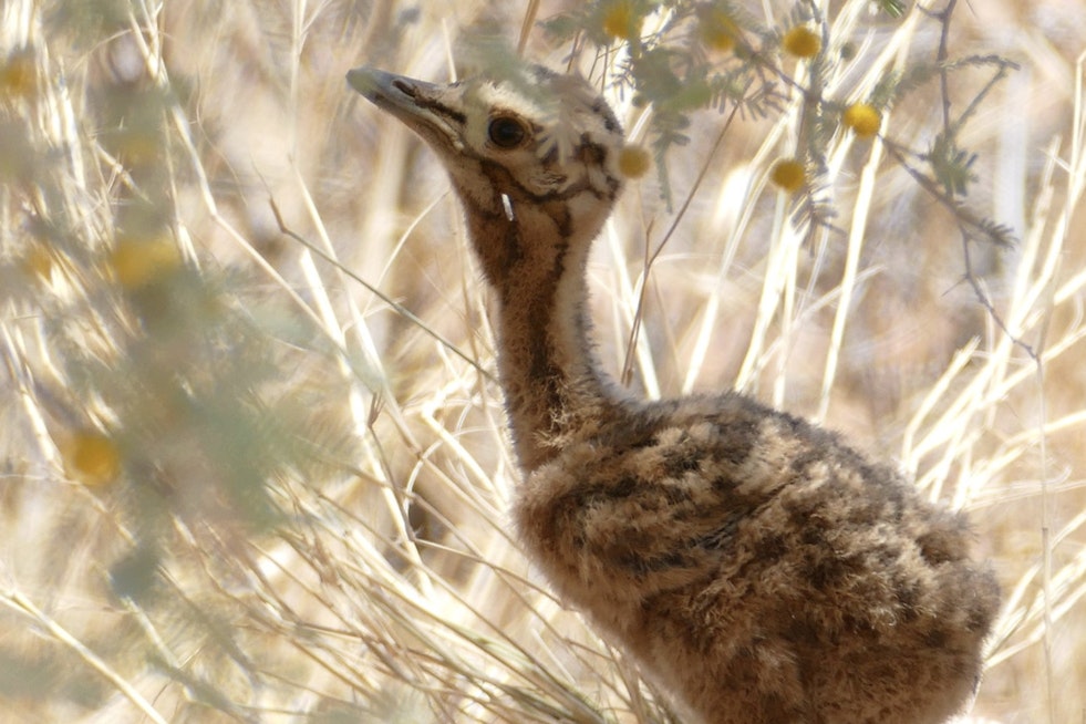 Franklin Park Zoo's First Kori Bustard Chick Since 2003 Is Thriving
