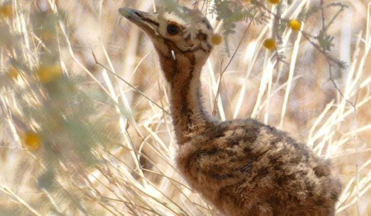 Franklin Park Zoo's First Kori Bustard Chick Since 2003 Is Thriving