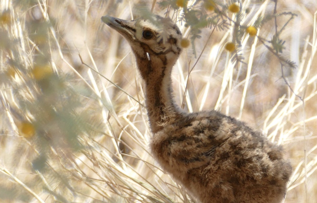 Franklin Park Zoo's First Kori Bustard Chick Since 2003 Is Thriving