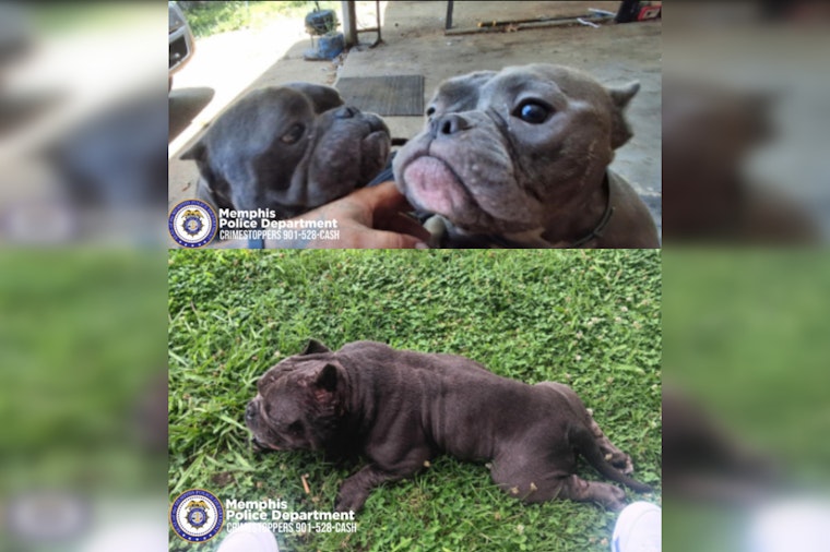 Frayser Burglars Swipe $9,000 in Puppies While Owner Was Out