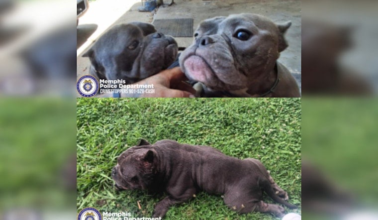 Frayser Burglars Swipe $9,000 in Puppies While Owner Was Out