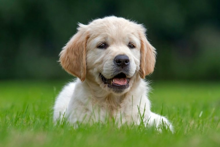 Fromm Brings Petfest Pop-Up To Mequon’s Foxtown Station