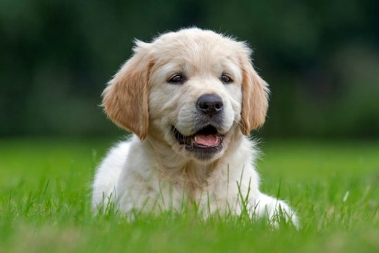 Fromm Brings Petfest Pop-Up To Mequon’s Foxtown Station