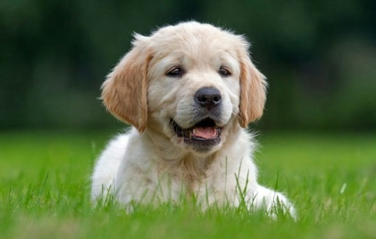 Fromm Brings Petfest Pop-Up To Mequon’s Foxtown Station
