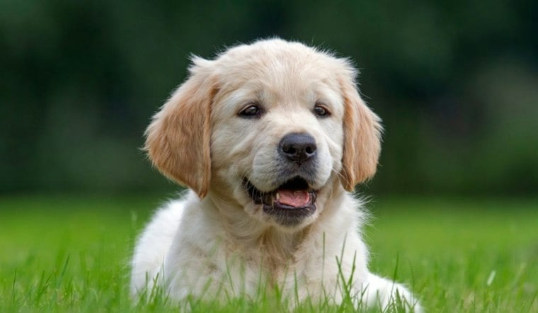 Fromm Brings Petfest Pop-Up To Mequon’s Foxtown Station