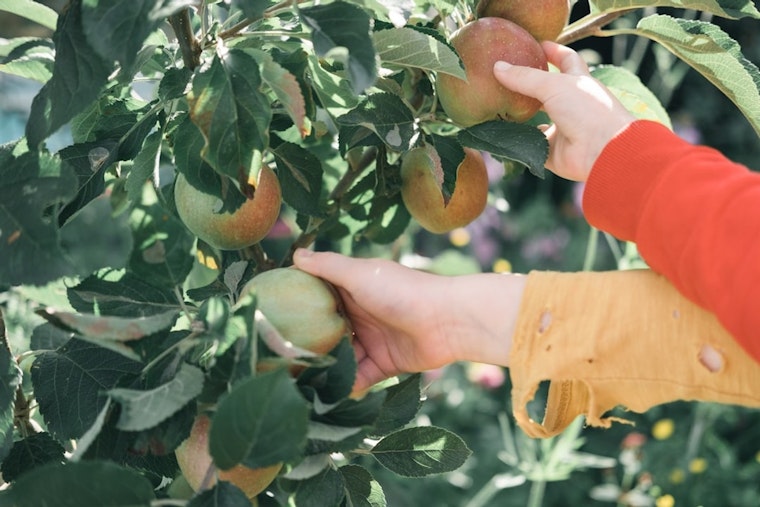Frost, Drought and Hail Batter Wisconsin Apple Orchards Ahead of Fall Picking