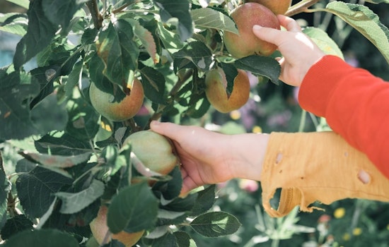 Frost, Drought and Hail Batter Wisconsin Apple Orchards Ahead of Fall Picking