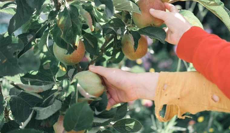 Frost, Drought and Hail Batter Wisconsin Apple Orchards Ahead of Fall Picking