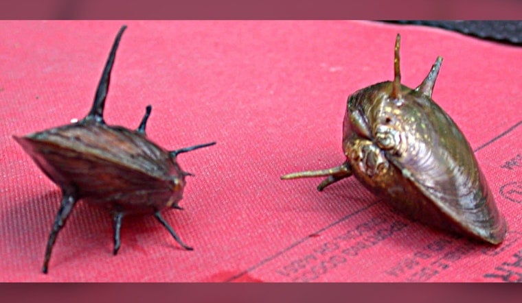 Georgia Biologist Feels Rare Spinymussel in Ocmulgee River Sand After 15-Year Search