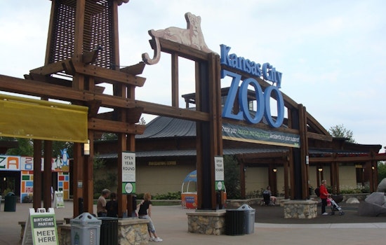 GloWild Returns to Kansas City Zoo With Lanterns and a Mile of Glow