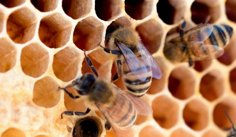 Goodyear Bee Swarm Sends One To Hospital After 100-Plus Stings