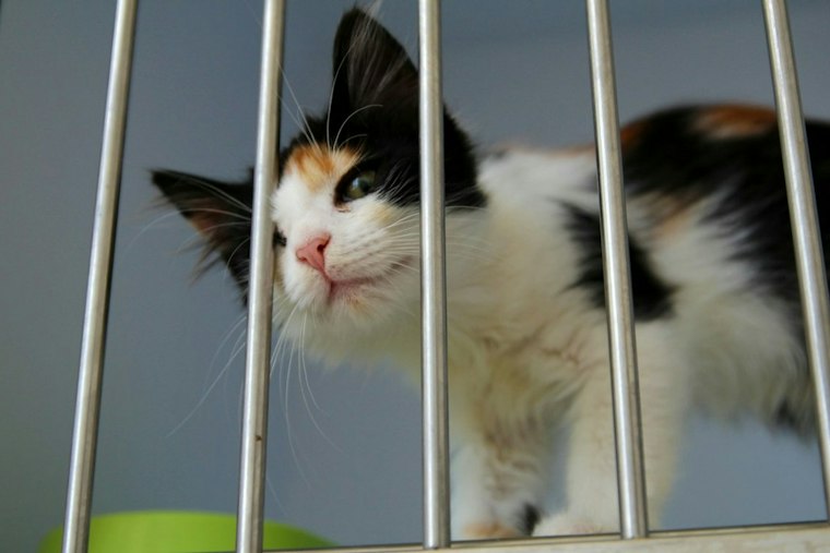 Granby's New Pet Pals Animal Shelter Opens Oct. 1 After Community Cuts the Leash