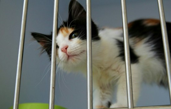 Granby's New Pet Pals Animal Shelter Opens Oct. 1 After Community Cuts the Leash
