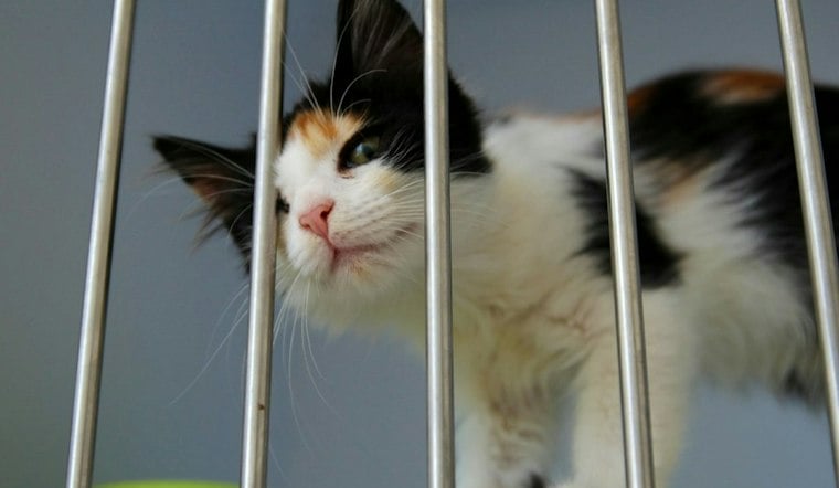 Granby's New Pet Pals Animal Shelter Opens Oct. 1 After Community Cuts the Leash