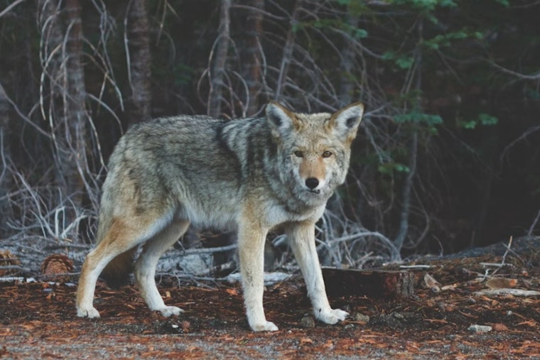 Gray Wolf Spotted West of I-5 in Lake County, a First in Modern History