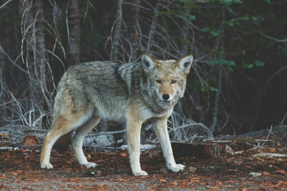 Gray Wolf Spotted West of I-5 in Lake County, a First in Modern History