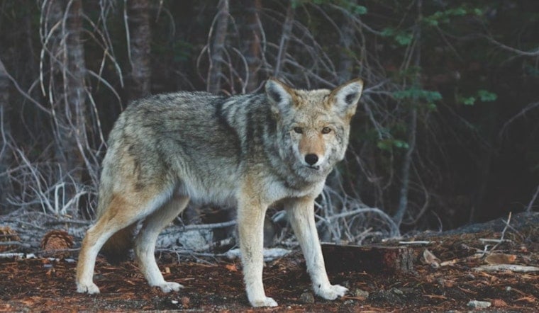 Gray Wolf Spotted West of I-5 in Lake County, a First in Modern History