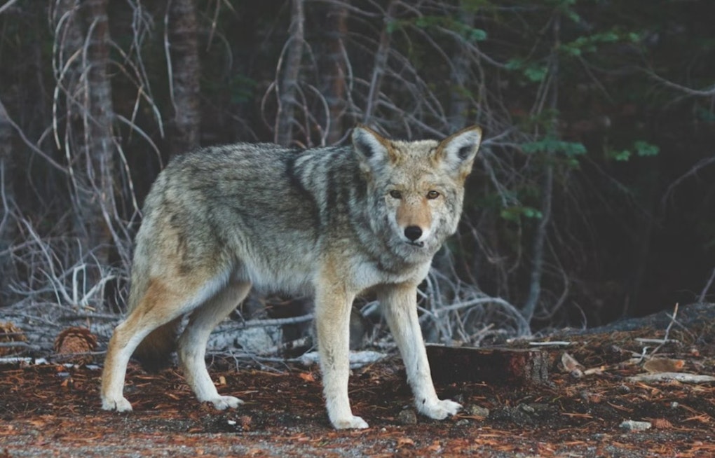 Gray Wolf Spotted West of I-5 in Lake County, a First in Modern History