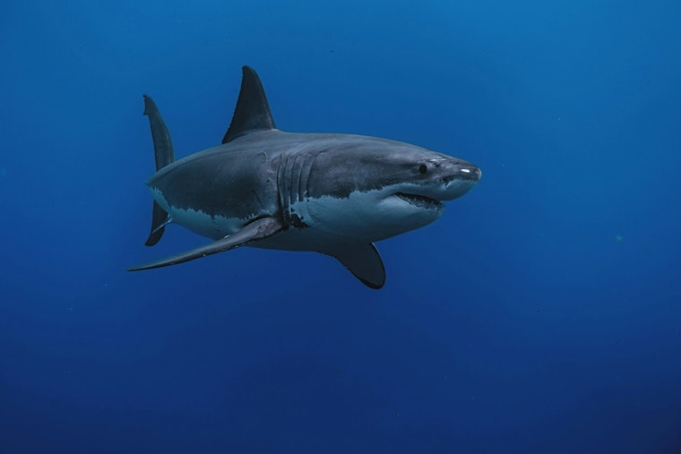 Great White Nursery Off The Hamptons Puts Researchers On Shark Patrol