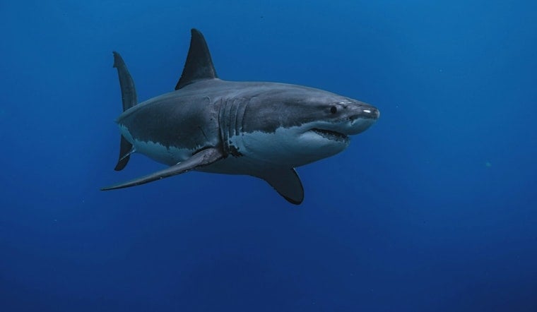 Great White Nursery Off The Hamptons Puts Researchers On Shark Patrol