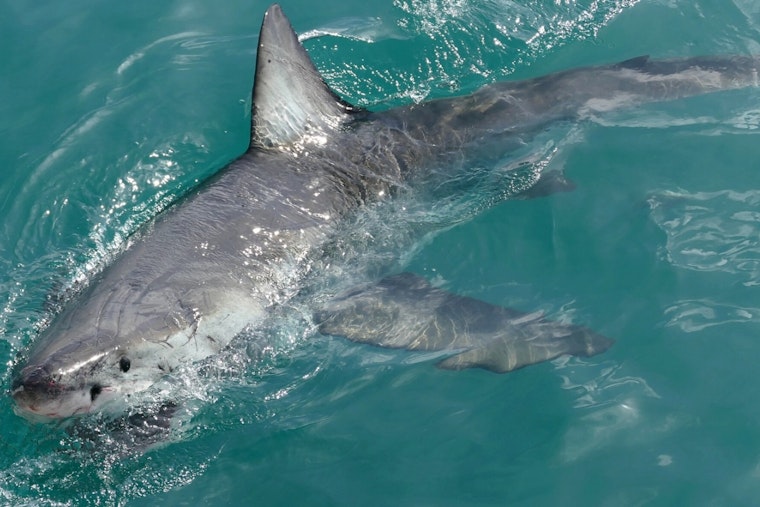 Great White Shark Spotted Off Wells Beach on Labor Day, No Lifeguards on Duty