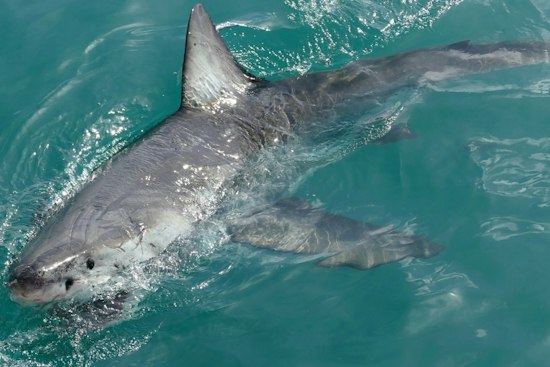 Great White Shark Spotted Off Wells Beach on Labor Day, No Lifeguards on Duty