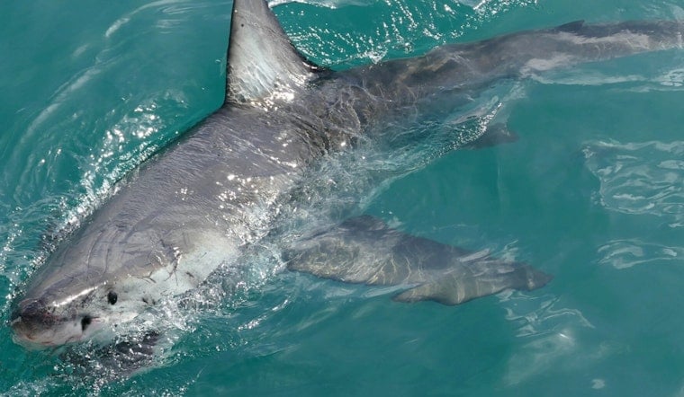 Great White Shark Spotted Off Wells Beach on Labor Day, No Lifeguards on Duty