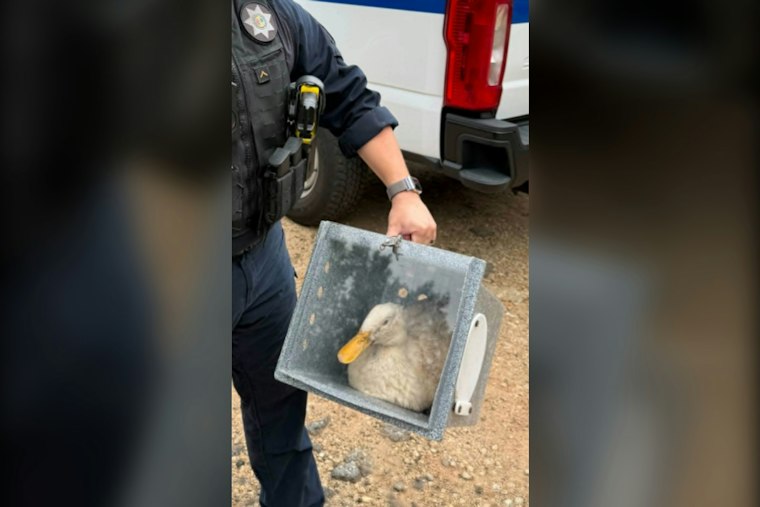 Greenville man faces animal and drug charges after encampment investigation