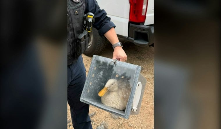 Greenville man faces animal and drug charges after encampment investigation