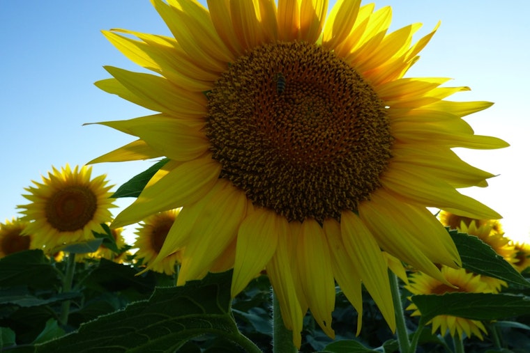 Grinter Farms Sunflowers Set to Bloom Near Lawrence, but Heat Wave Threatens Quick Fade