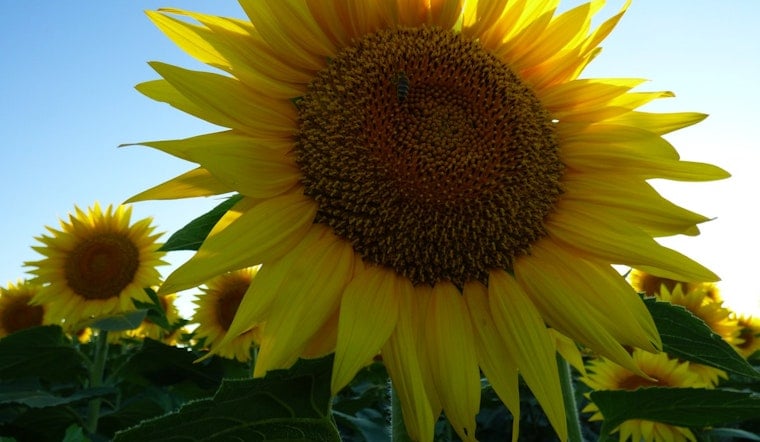 Grinter Farms Sunflowers Set to Bloom Near Lawrence, but Heat Wave Threatens Quick Fade