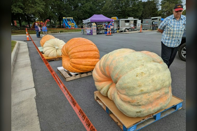 Hamilton's Operation Pumpkin Returns With 2,500-Pound Gourds and $35K on the Line