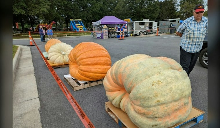 Hamilton's Operation Pumpkin Returns With 2,500-Pound Gourds and $35K on the Line