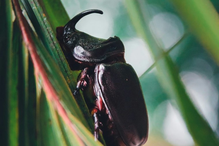 Hawai‘i Beetle Symposium Returns as Coconut Rhinoceros Beetle Spreads Across Islands