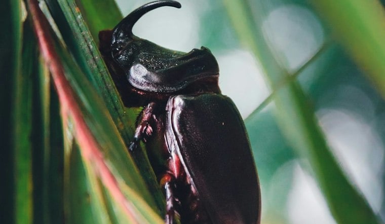 Hawai‘i Beetle Symposium Returns as Coconut Rhinoceros Beetle Spreads Across Islands