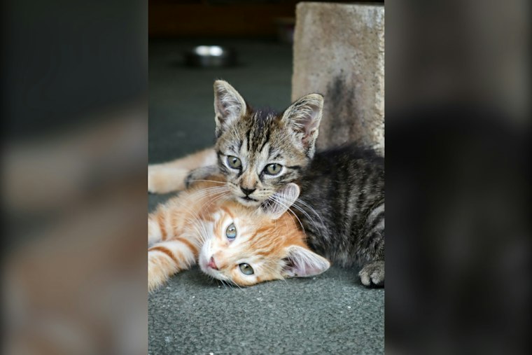 Hempfield Township Slaps Fines on Cat Feeders, Splits Neighbors Over Strays
