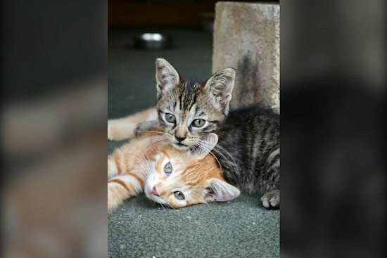 Hempfield Township Slaps Fines on Cat Feeders, Splits Neighbors Over Strays