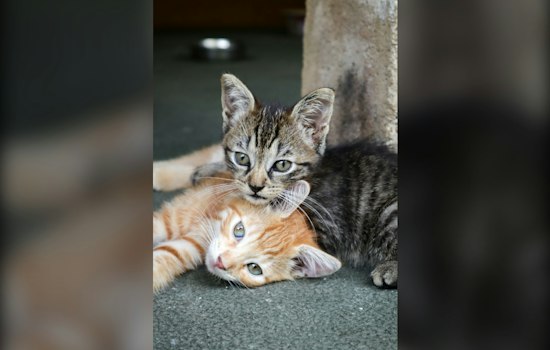 Hempfield Township Slaps Fines on Cat Feeders, Splits Neighbors Over Strays