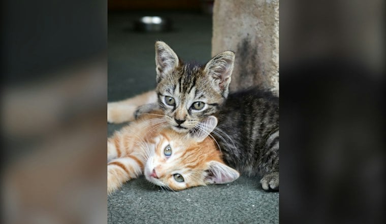 Hempfield Township Slaps Fines on Cat Feeders, Splits Neighbors Over Strays