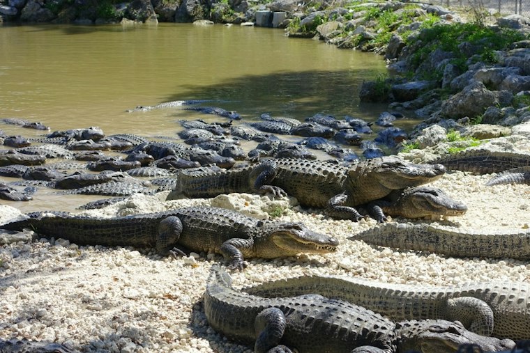 Homestead Gator Farm Launches Adults-Only Prison Break Horror Night Oct 17