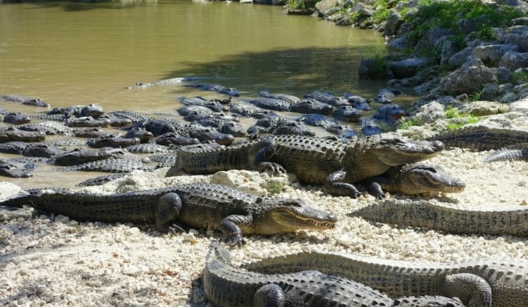Homestead Gator Farm Launches Adults-Only Prison Break Horror Night Oct 17