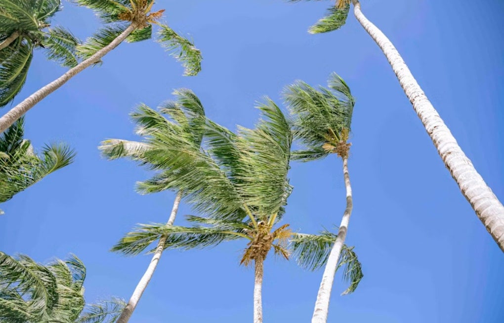 Honolulu Braces as Hurricane Lowell Supercharges Trade Winds