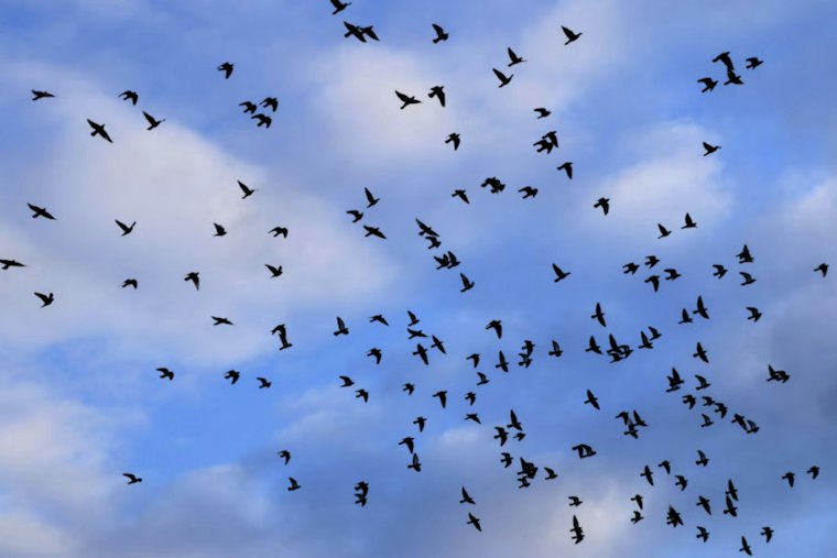 Houston Crowds Pack Pershing Middle School to Watch Vanishing Chimney Swifts Dive Into a Smokestack