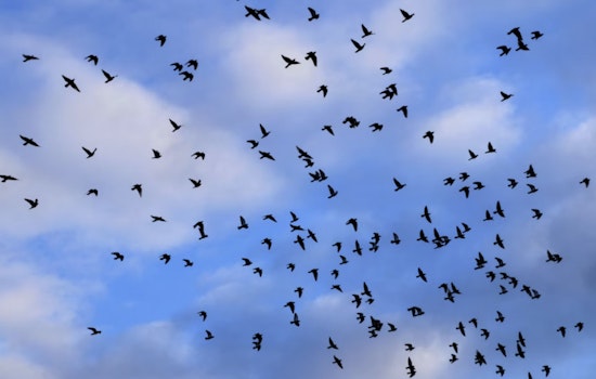 Houston Crowds Pack Pershing Middle School to Watch Vanishing Chimney Swifts Dive Into a Smokestack