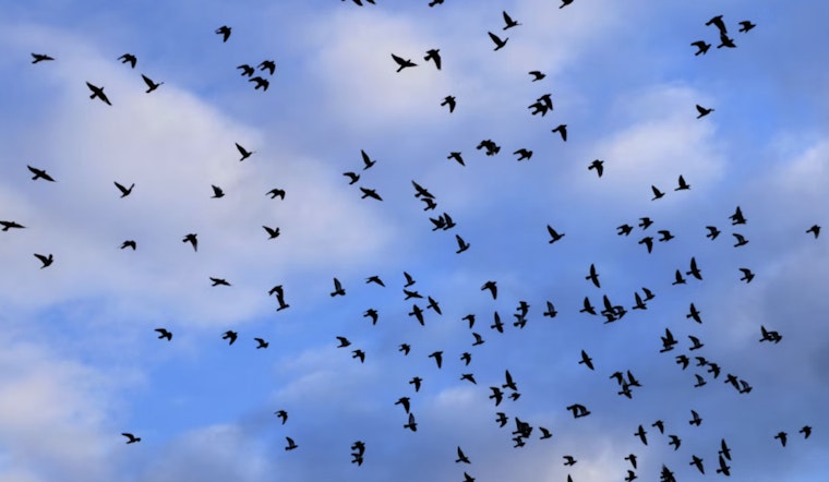 Houston Crowds Pack Pershing Middle School to Watch Vanishing Chimney Swifts Dive Into a Smokestack