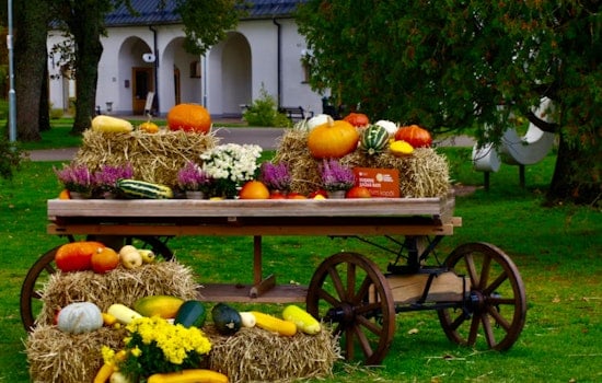 Houston's Polish Harvest Festival Marks 20 Years With Dynamo Star, Free Admission