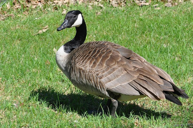 How Wake County Property Owners Can Discourage Canada Geese