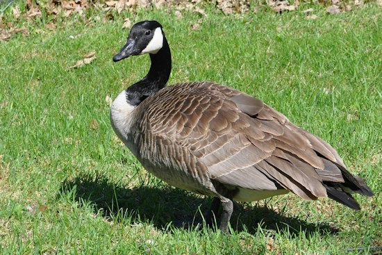 How Wake County Property Owners Can Discourage Canada Geese