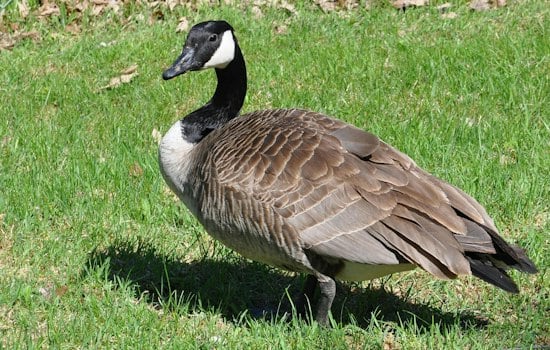 How Wake County Property Owners Can Discourage Canada Geese